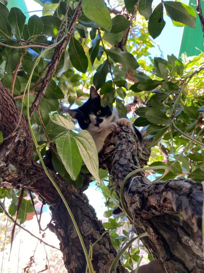 Tenda Da Lua Alto Paraíso de Goiás Eksteriør bilde